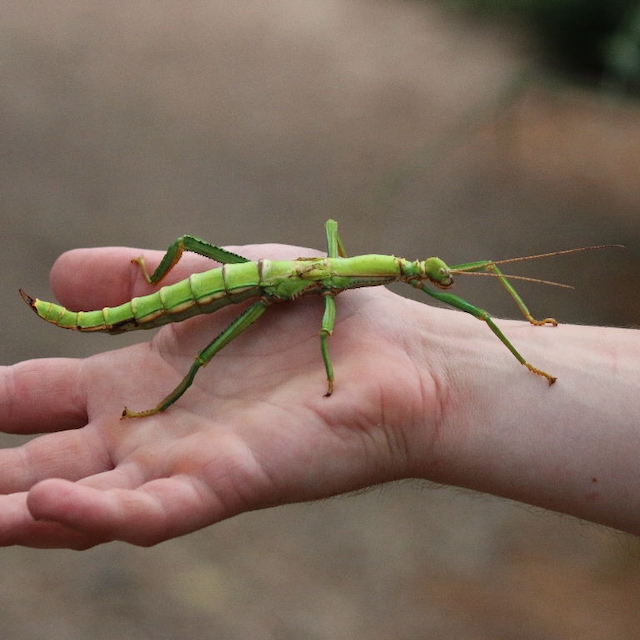 walking stick animal