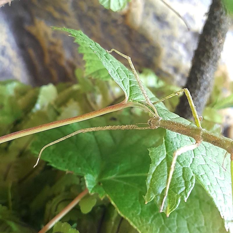 walking stick animal