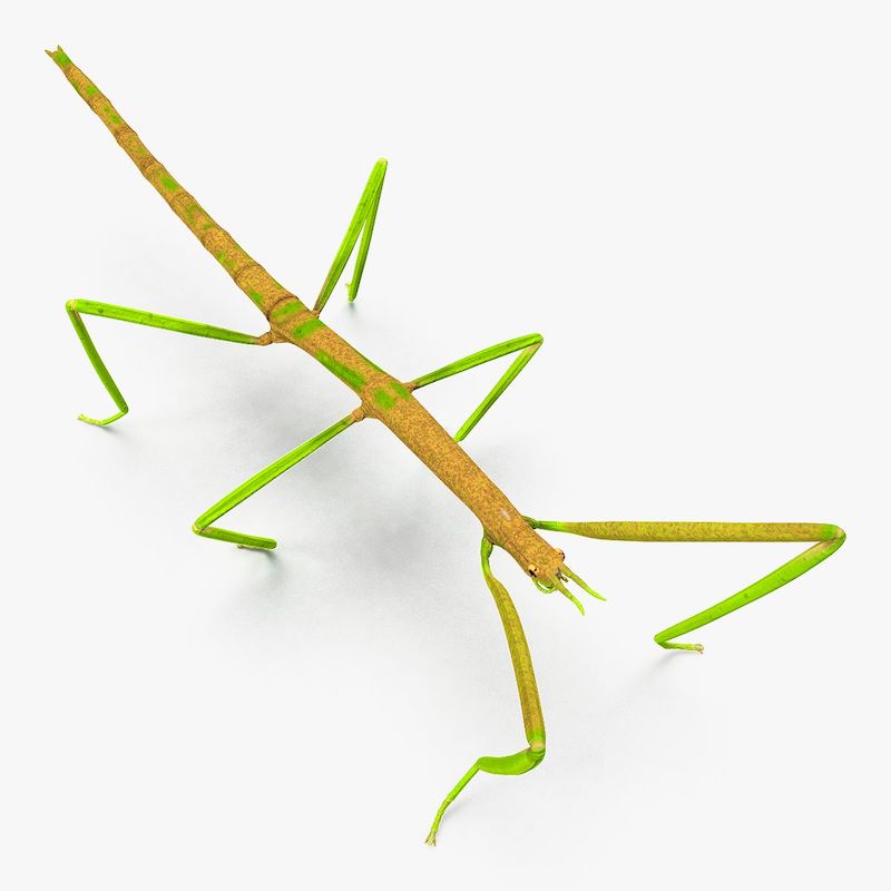 walking stick animal