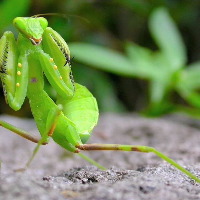 praying mantis vs walking stick