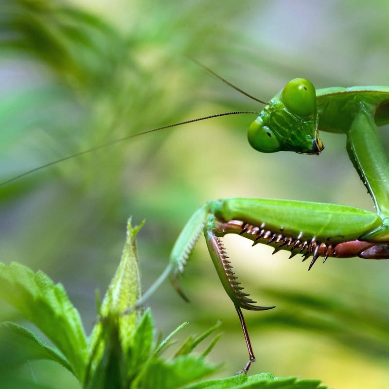 Praying Mantis Vs Walking Stick