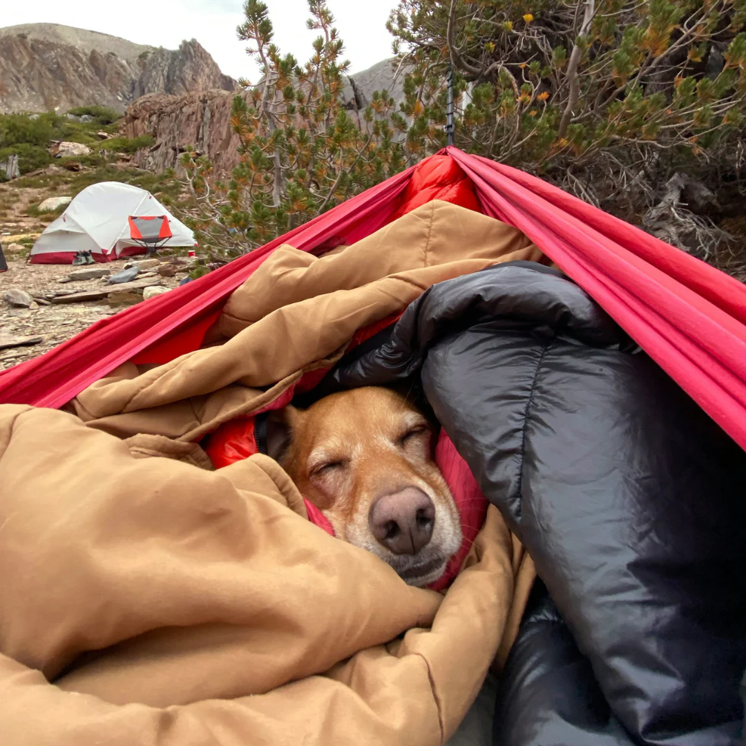 The Ultimate Guide to Camping with Dogs Outdoors